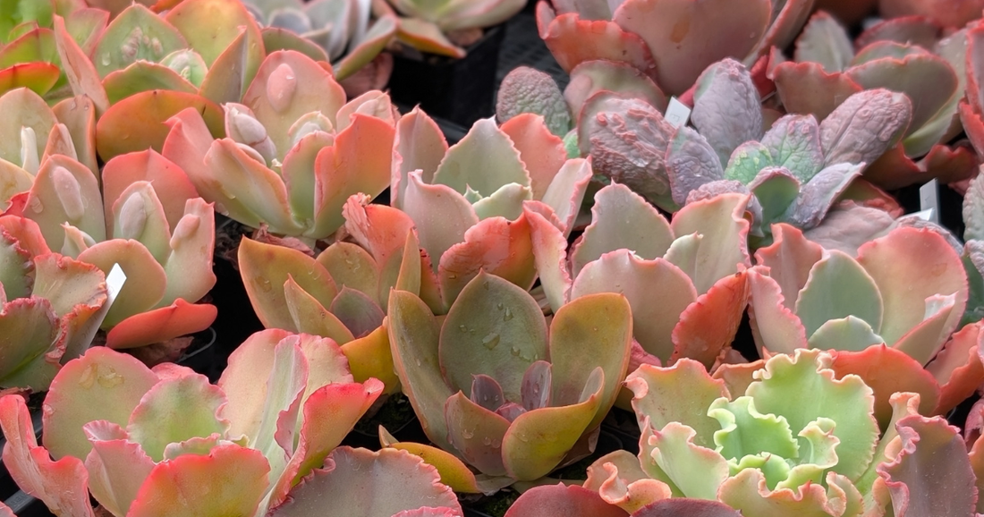 Beginner Frilly and Bumpy Echeverias: Where to Start Your Collection