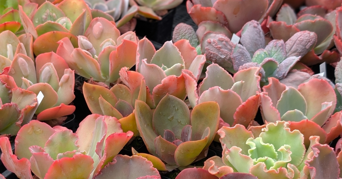 Beginner Frilly and Bumpy Echeverias: Where to Start Your Collection