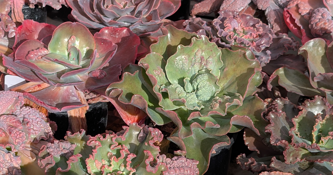 Seasonal Care Guides: Getting Your Echeverias Through Melbourne's Harsher Months
