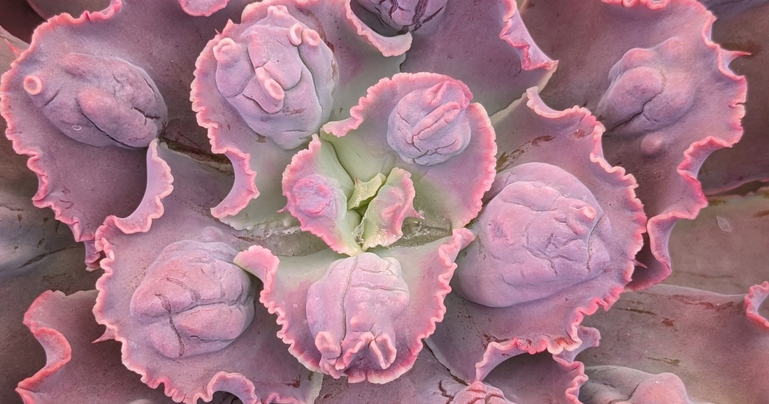 Echeveria Care: A Beginner's Guide