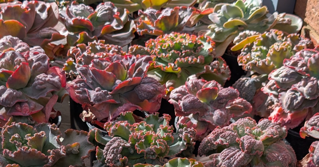 What Are Frilly and Bumpy Echeverias? A Guide to Ruffled and Carunculated Succulents