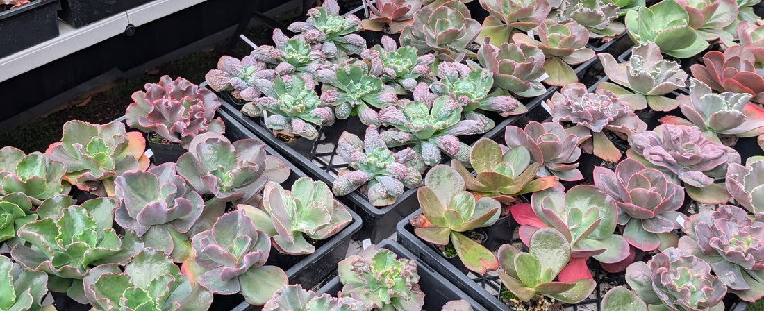Your Mail Order Succulents Have Arrived: Now What?