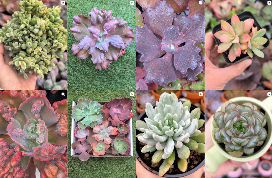 Why Succulents Make Great Gifts (And What to Know Before You Order One)