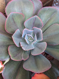 Echeveria Angel Wings