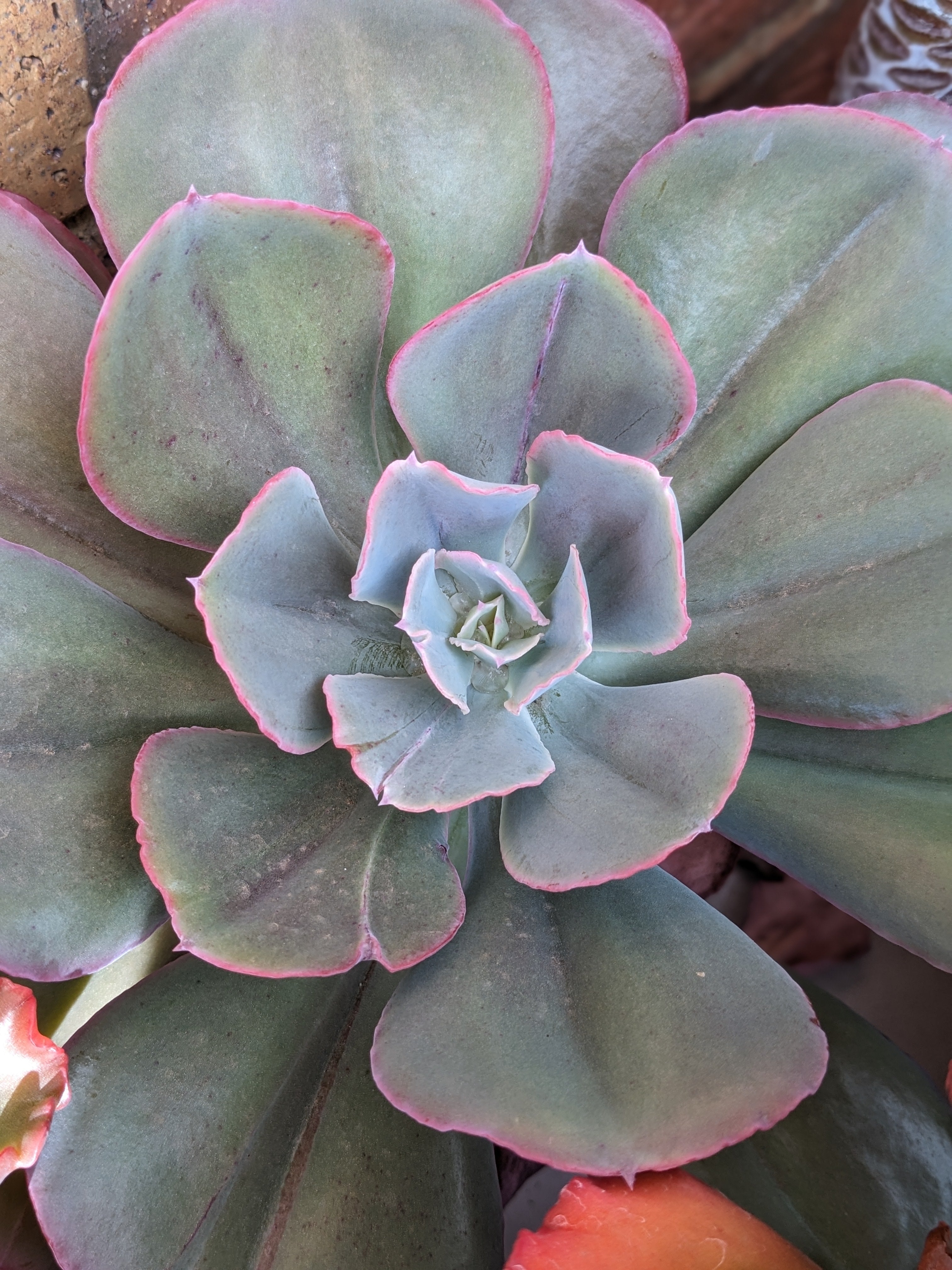 Echeveria Angel Wings