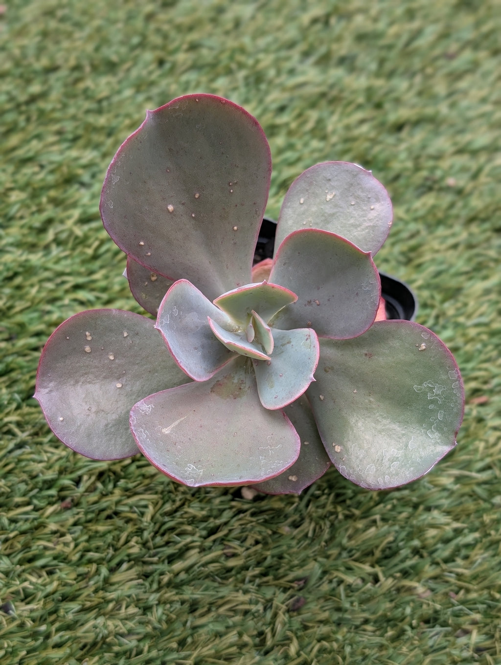 Echeveria Angel Wings