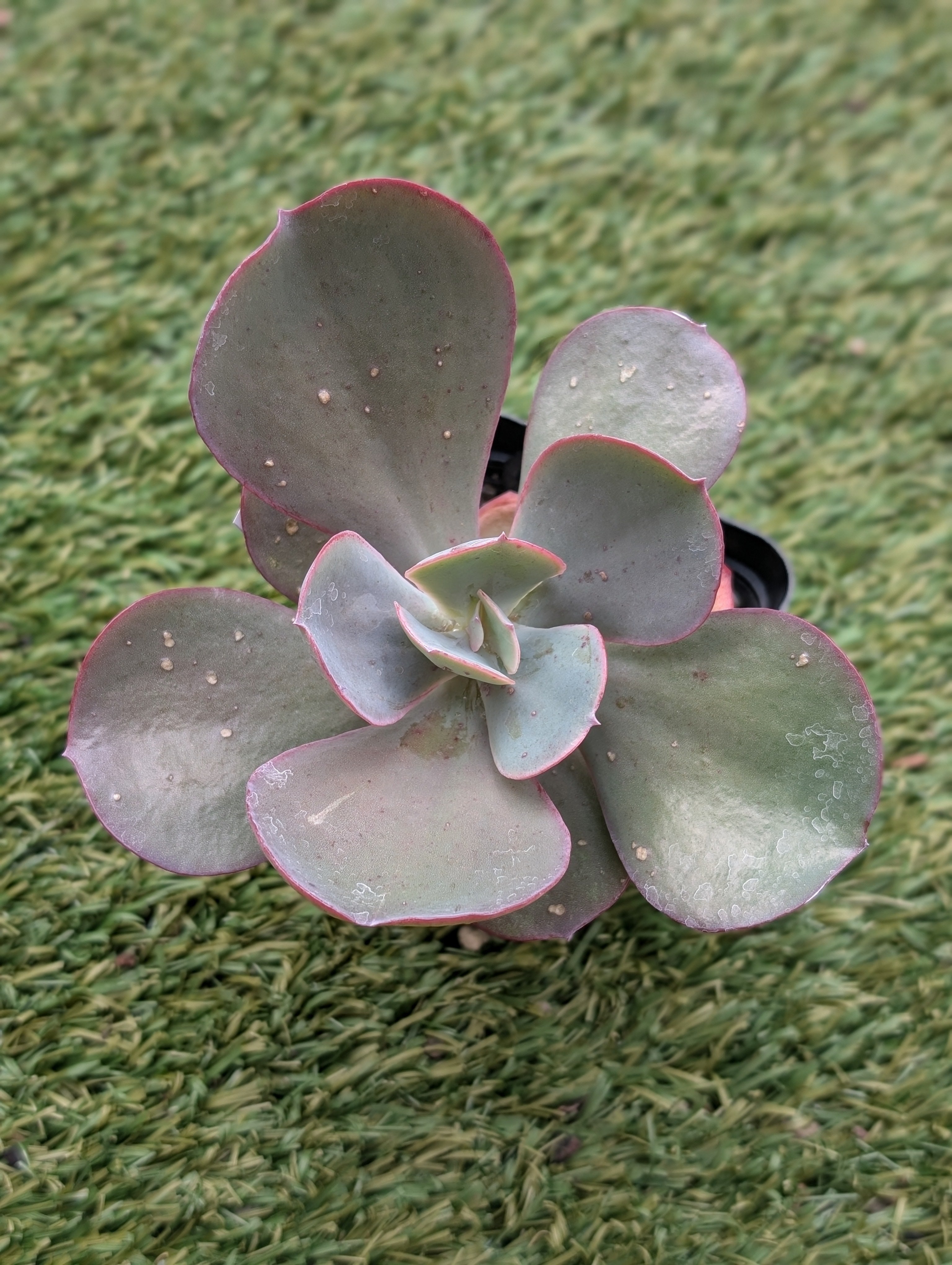 Echeveria Angel Wings