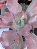 Echeveria Arabian Nights