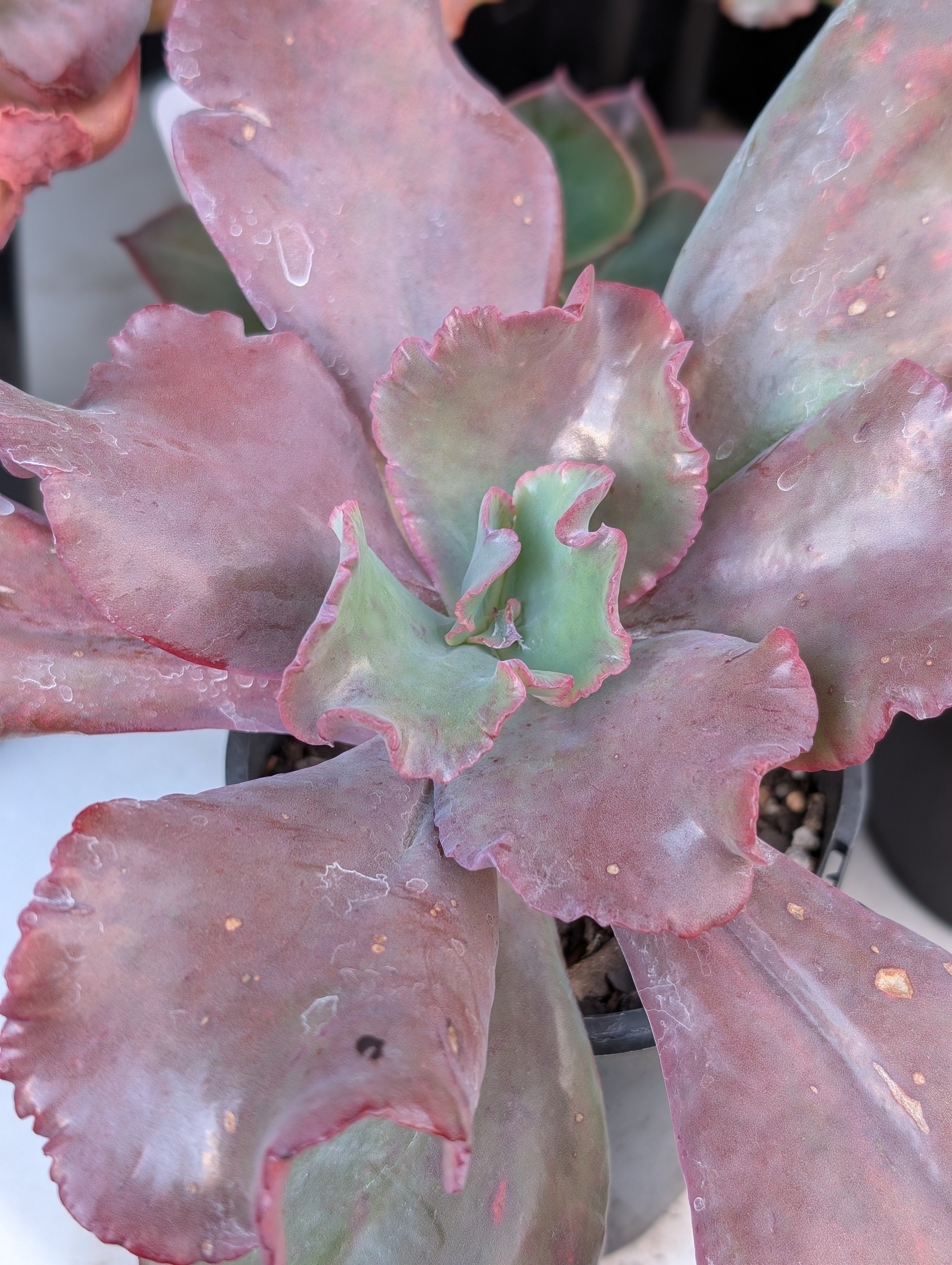 Echeveria Arabian Nights
