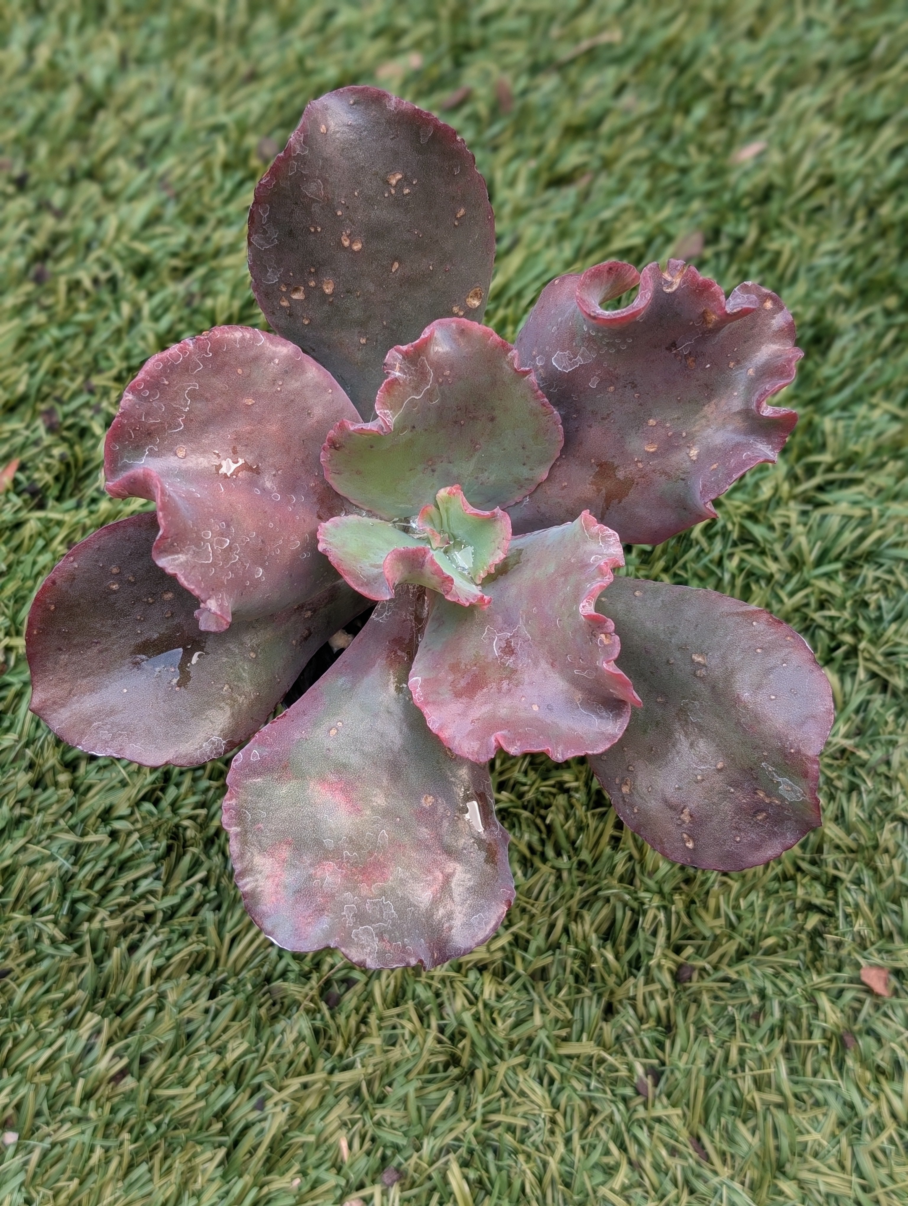 Echeveria Arabian Nights