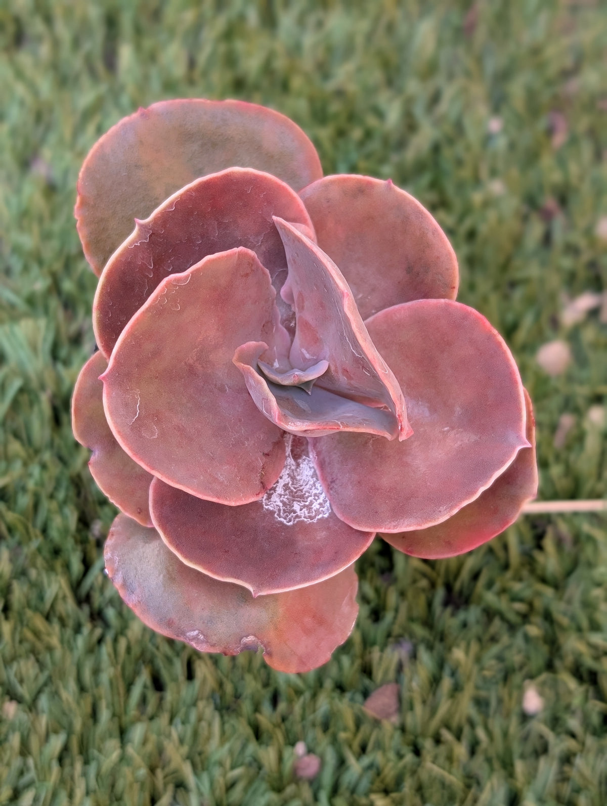 Echeveria Arlie Wright
