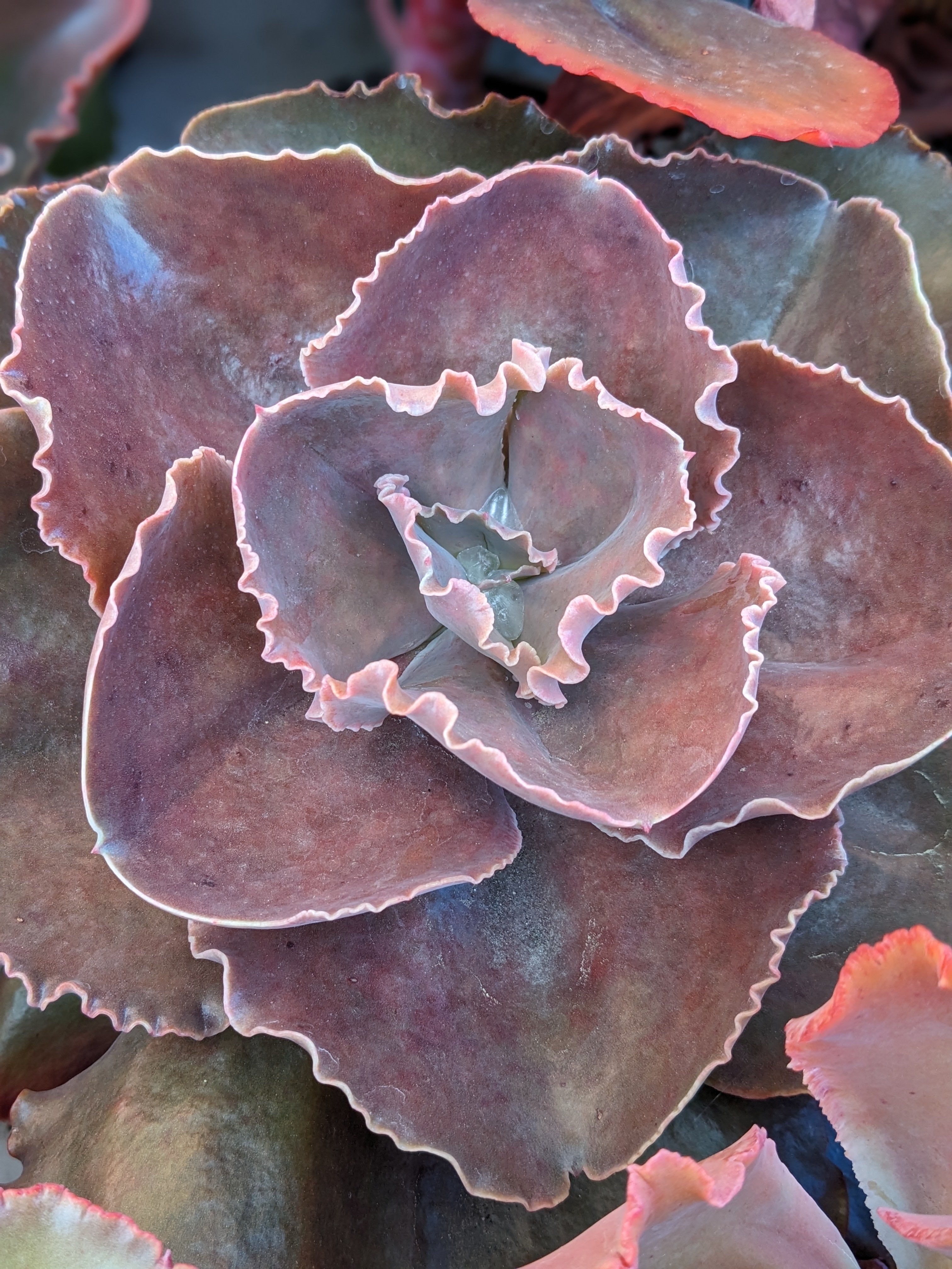 Echeveria Arlie Wright