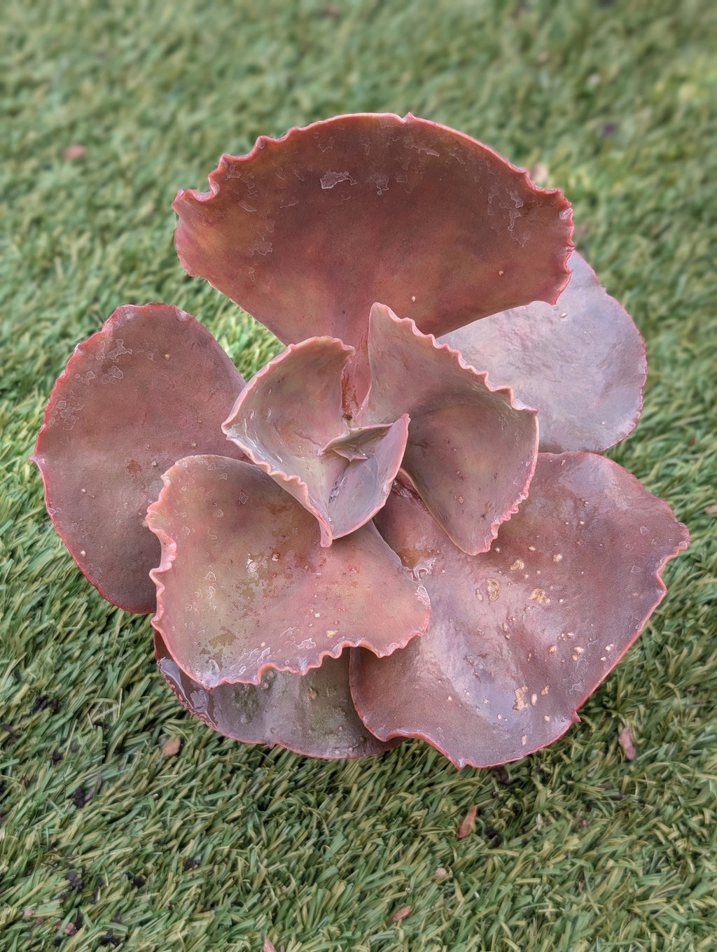 Echeveria Arlie Wright