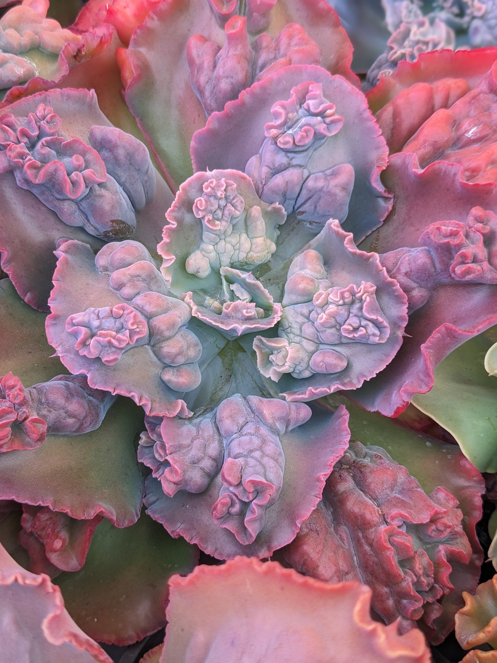 Echeveria Baccarus