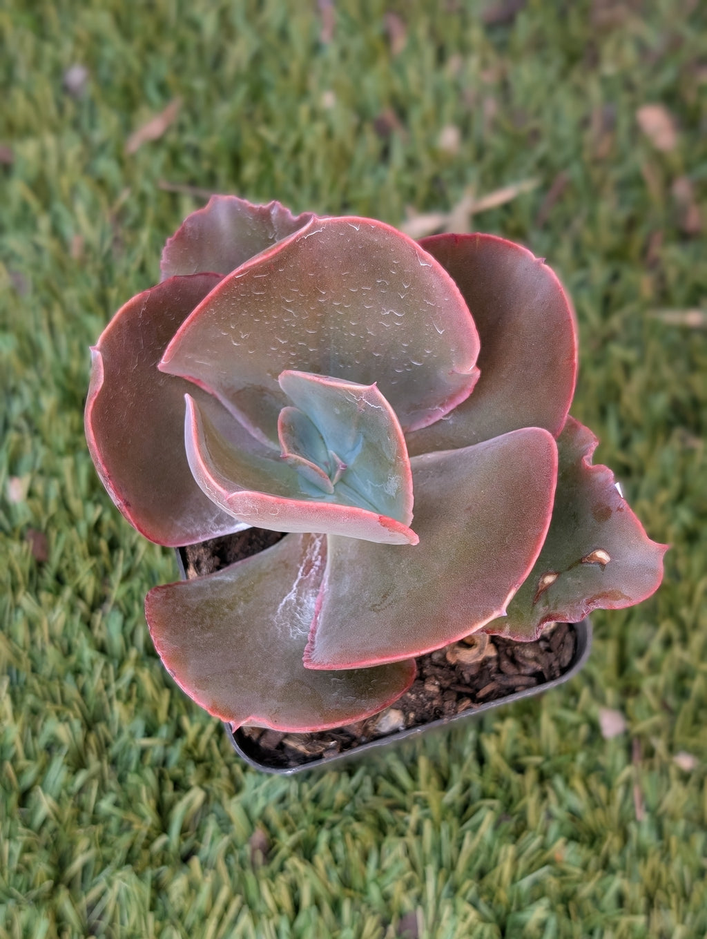 Echeveria Baccarus