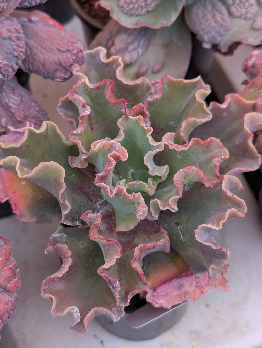 Echeveria Ballerina