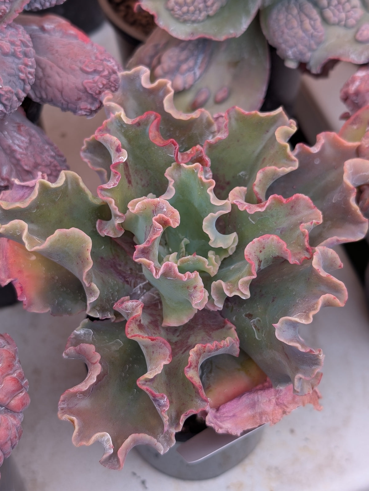 Echeveria Ballerina