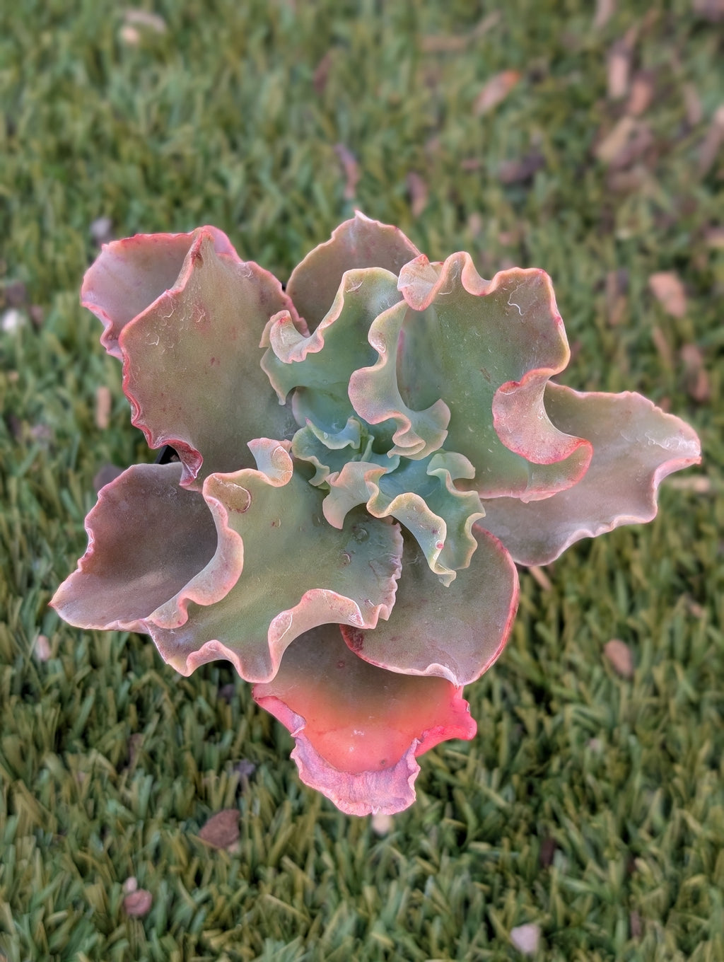 Echeveria Ballerina