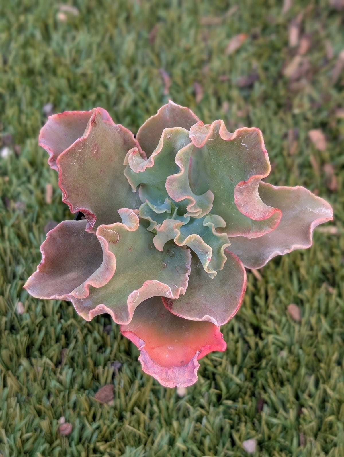 Echeveria Ballerina