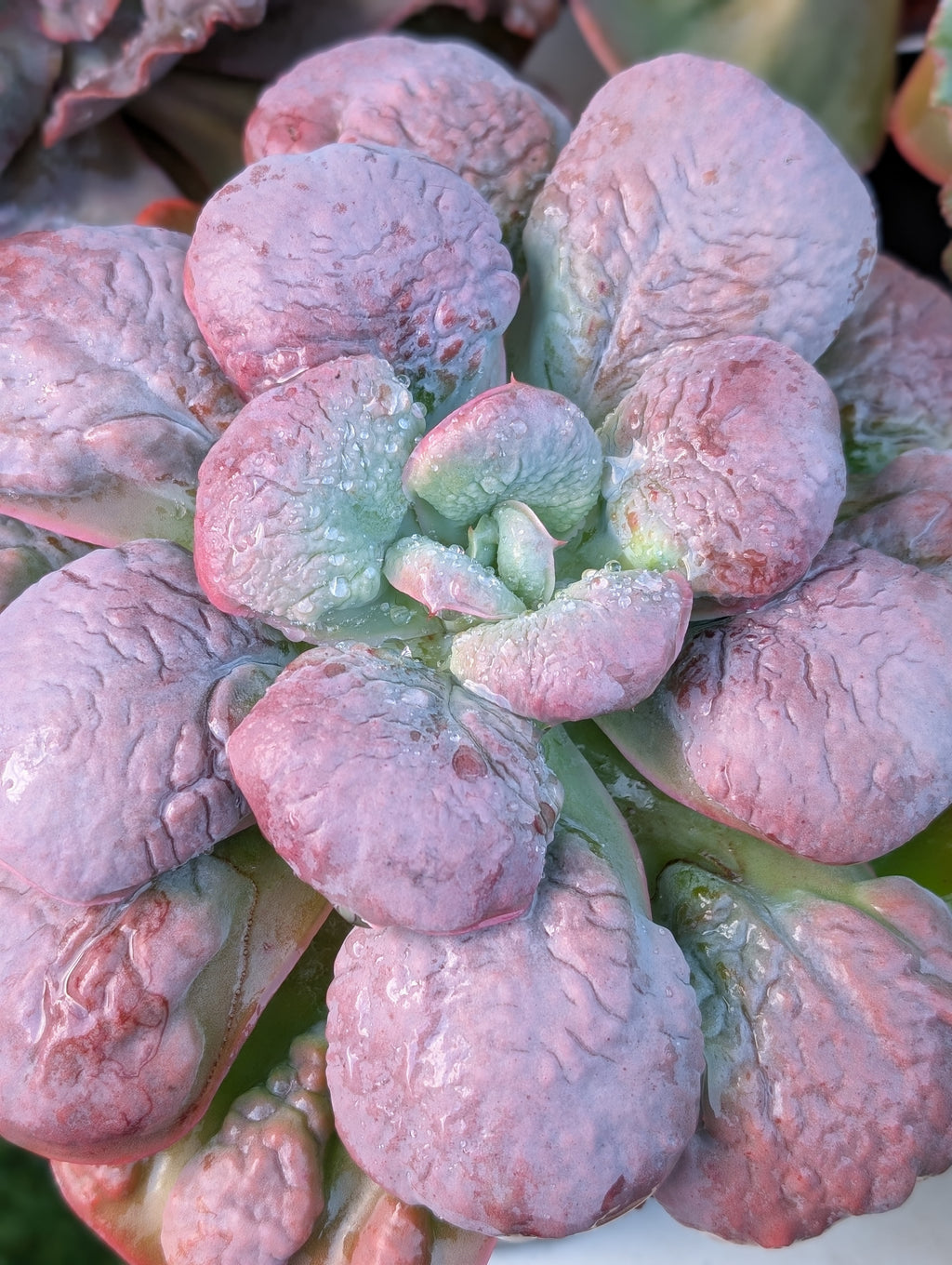 Echeveria Bally Girl