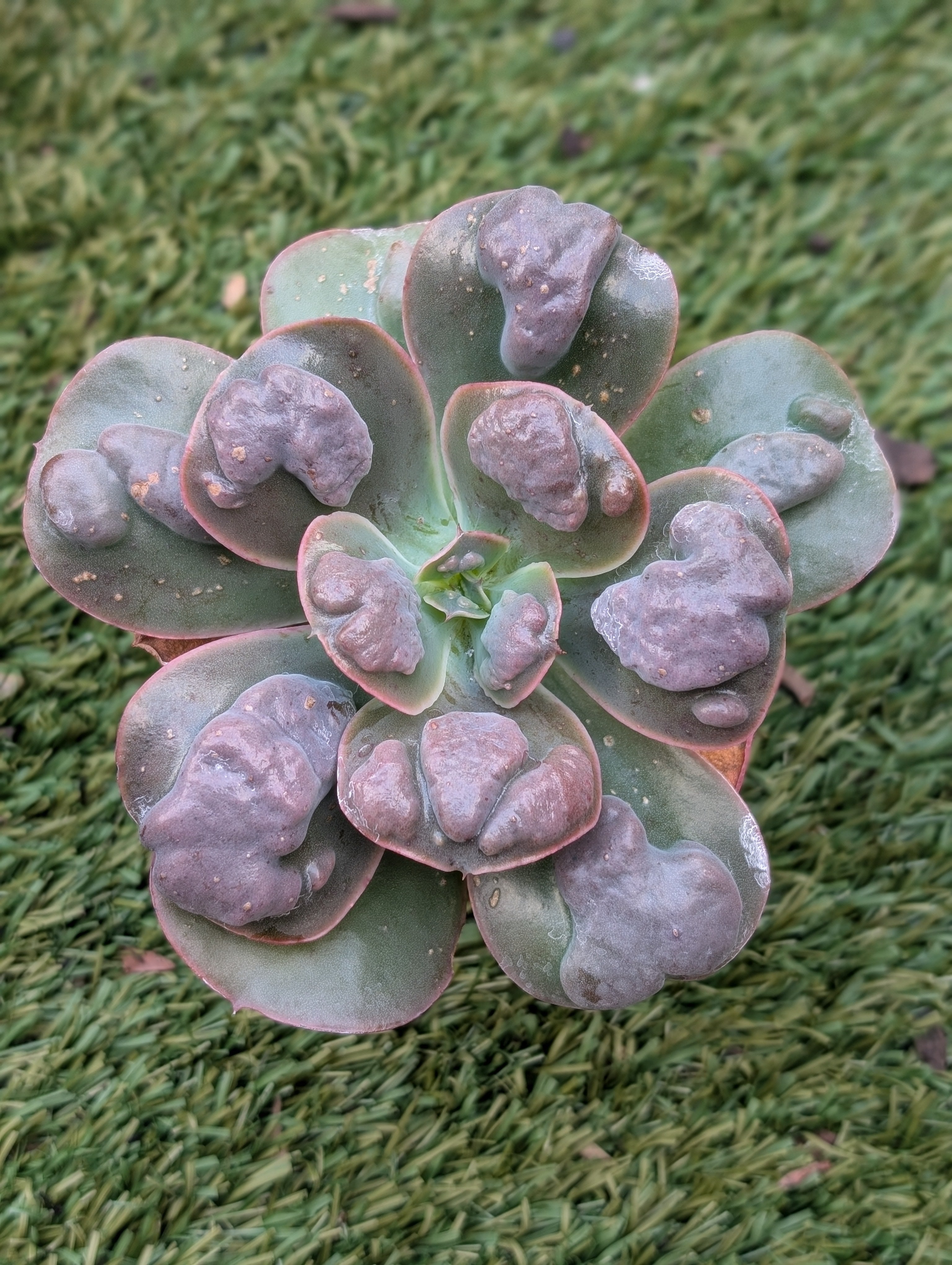 Echeveria Bally Girl