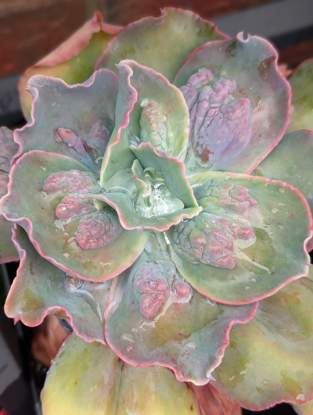 Echeveria Barbillion