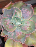 Echeveria Barbillion