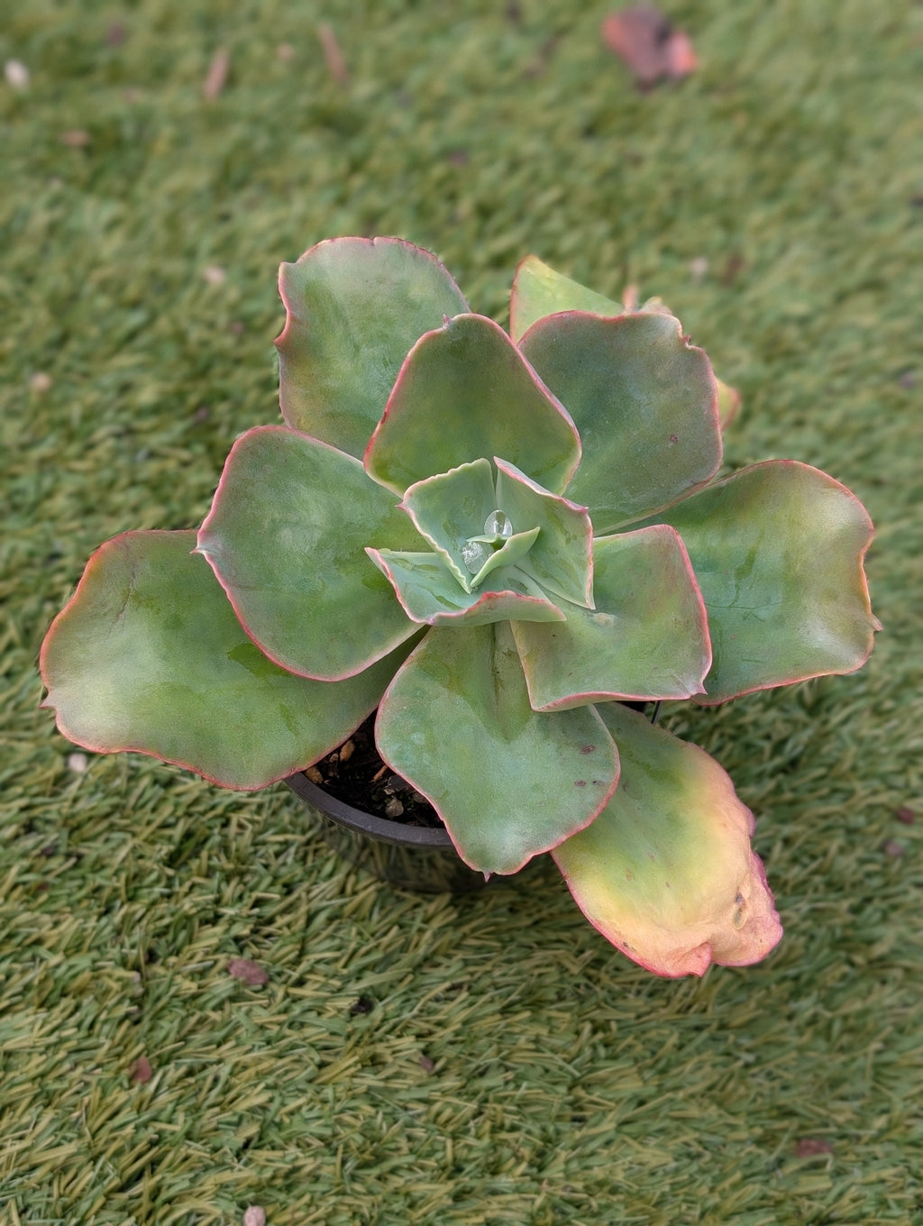 Echeveria Barbillion