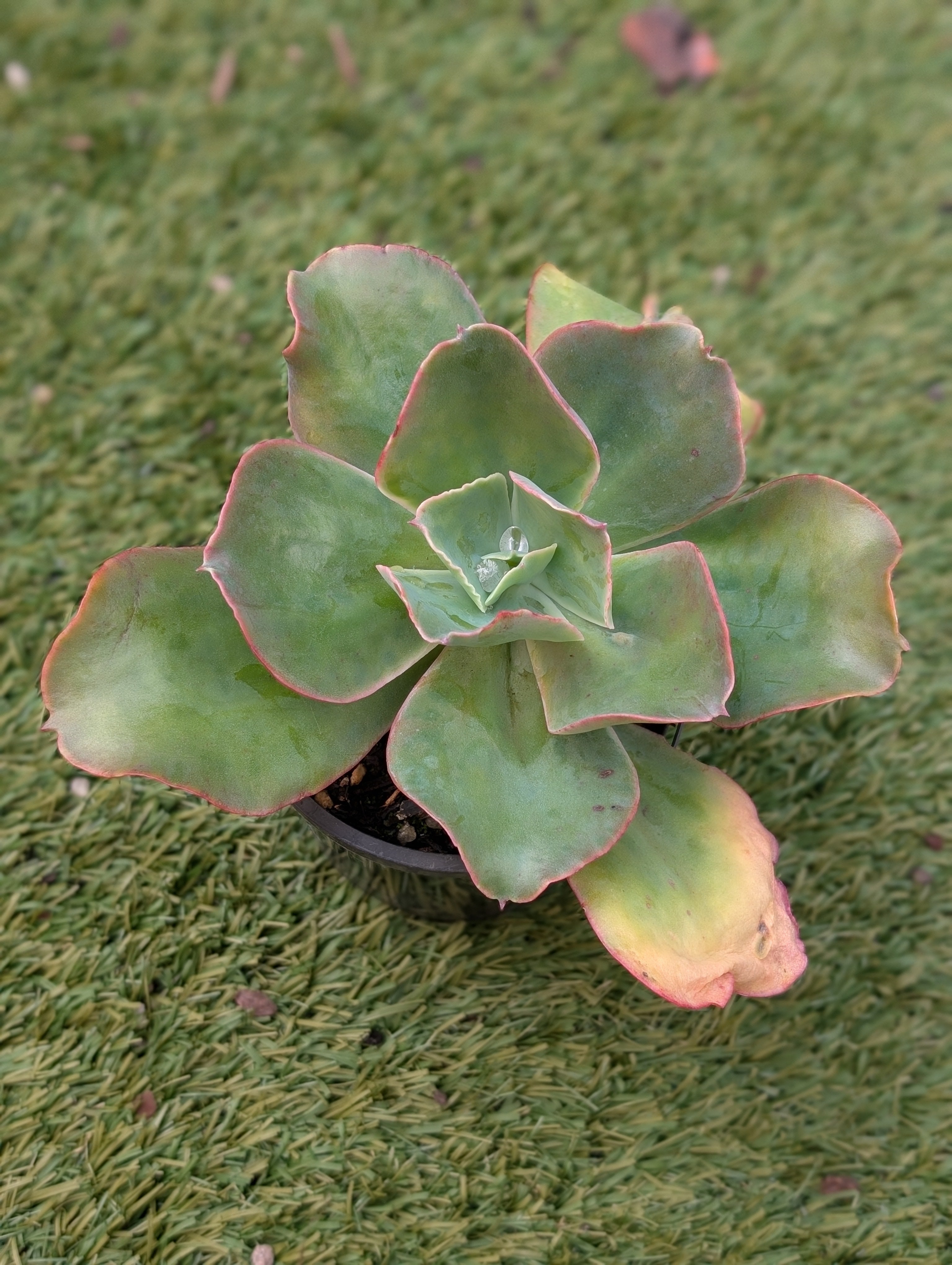 Echeveria Barbillion