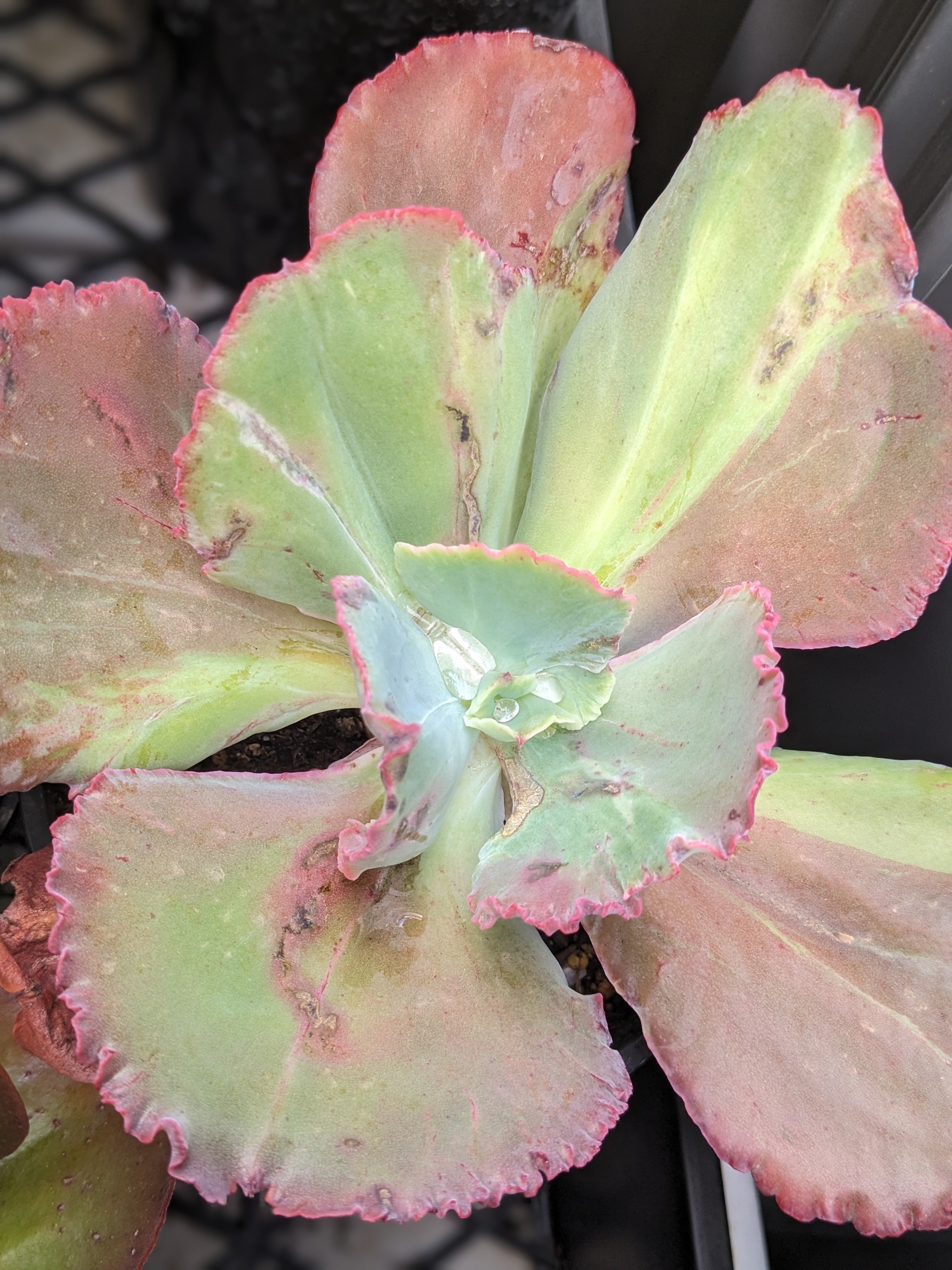 Echeveria Barill
