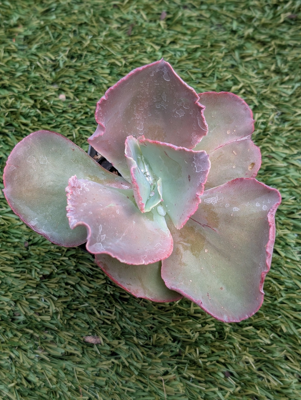 Echeveria Barill