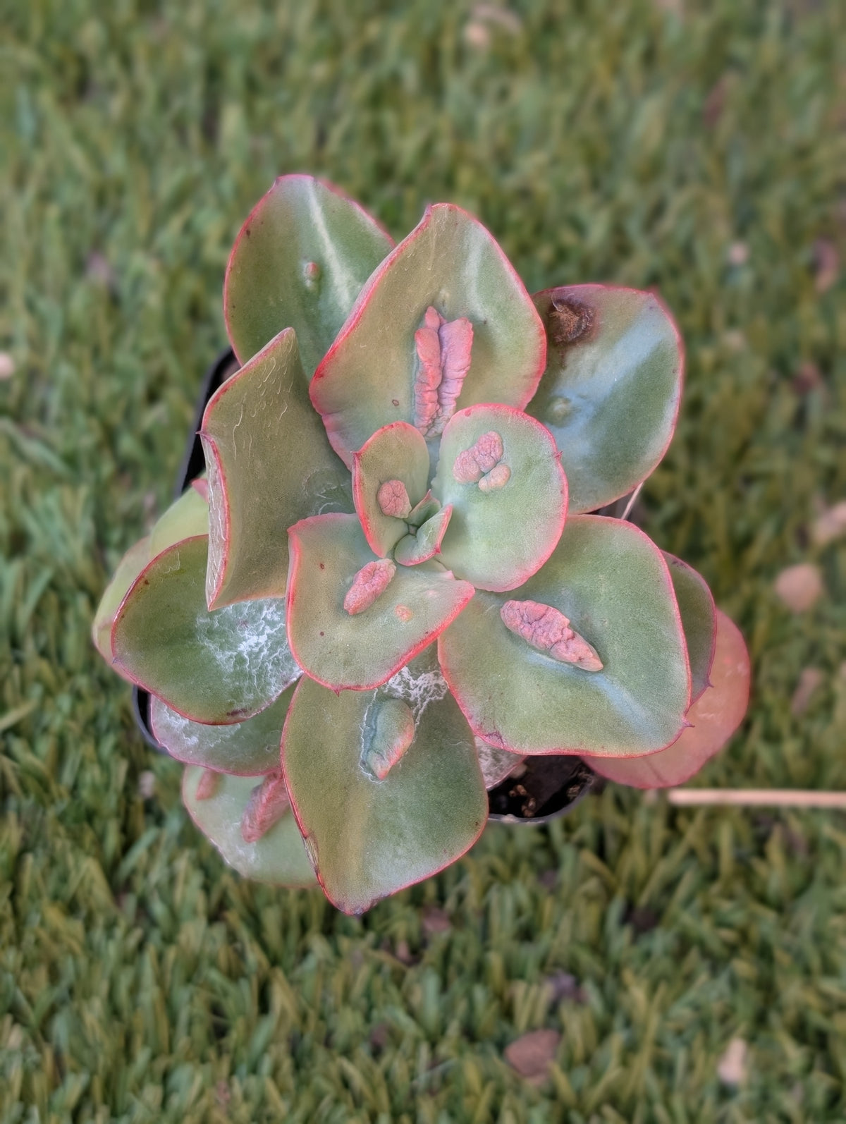 Echeveria Baron Bold