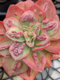 Echeveria Baron Bold