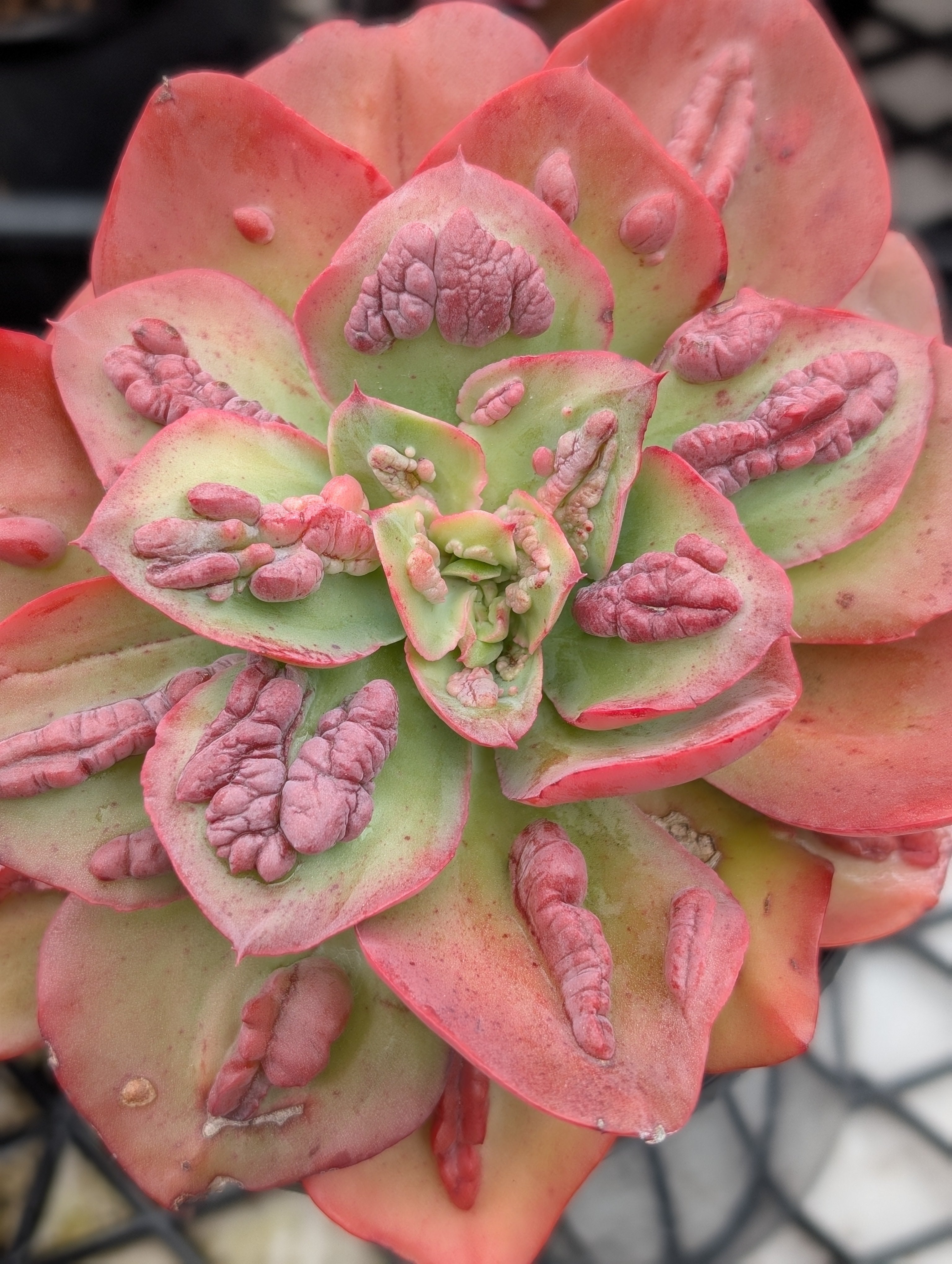 Echeveria Baron Bold
