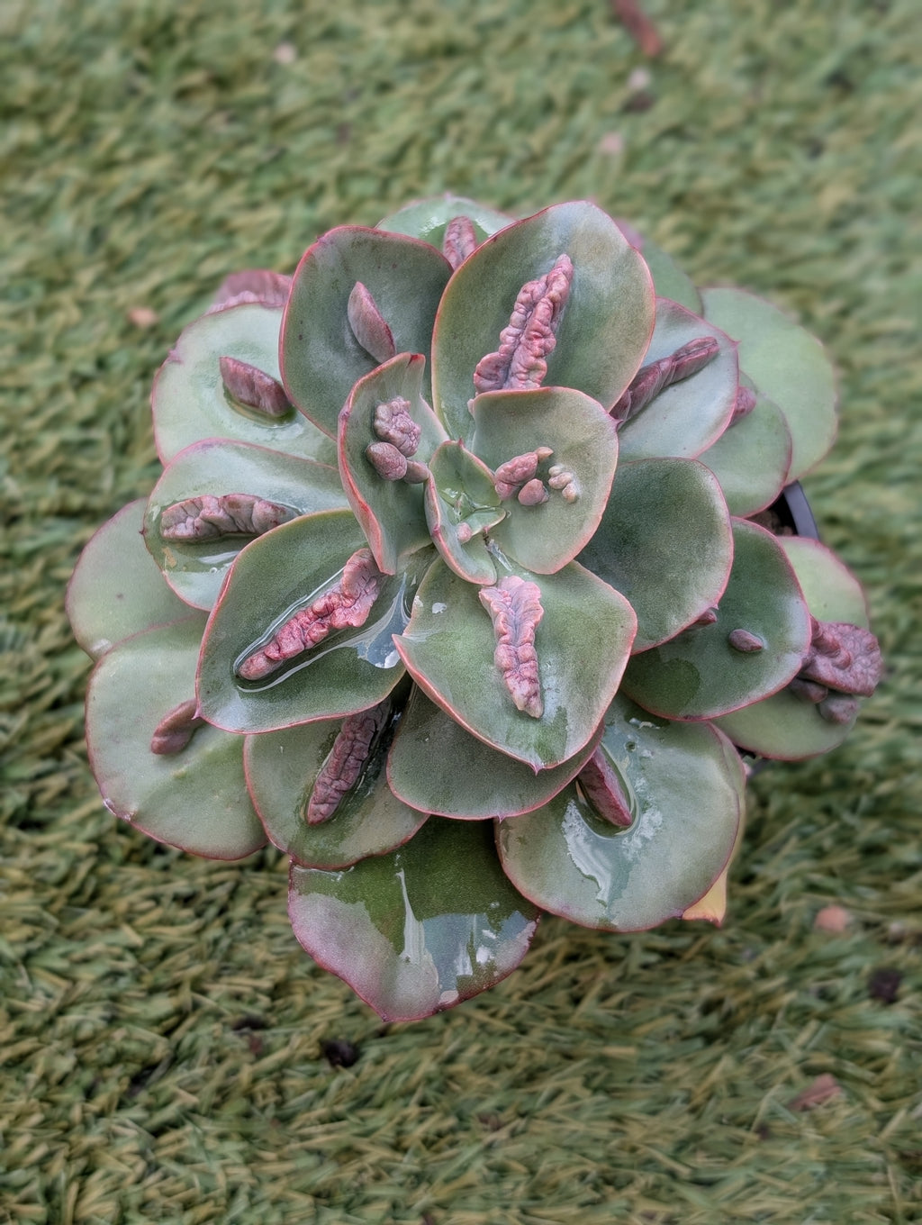Echeveria Baron Bold