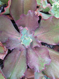 Echeveria Beatrice