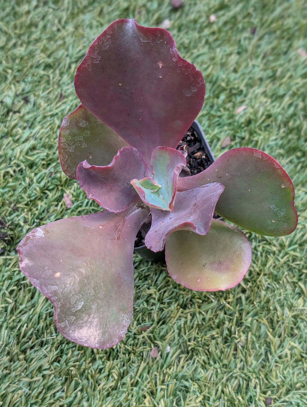 Echeveria Beatrice