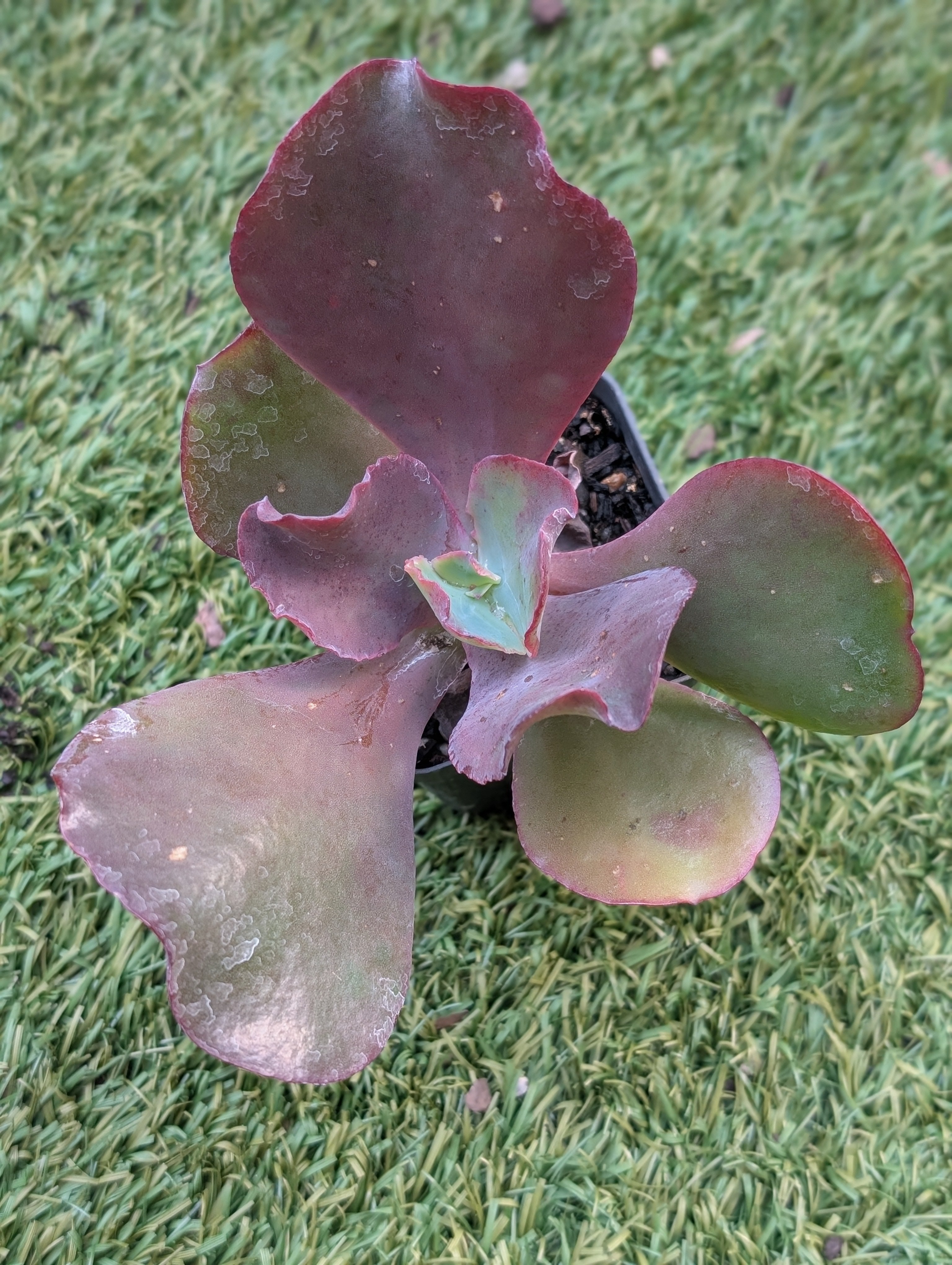 Echeveria Beatrice