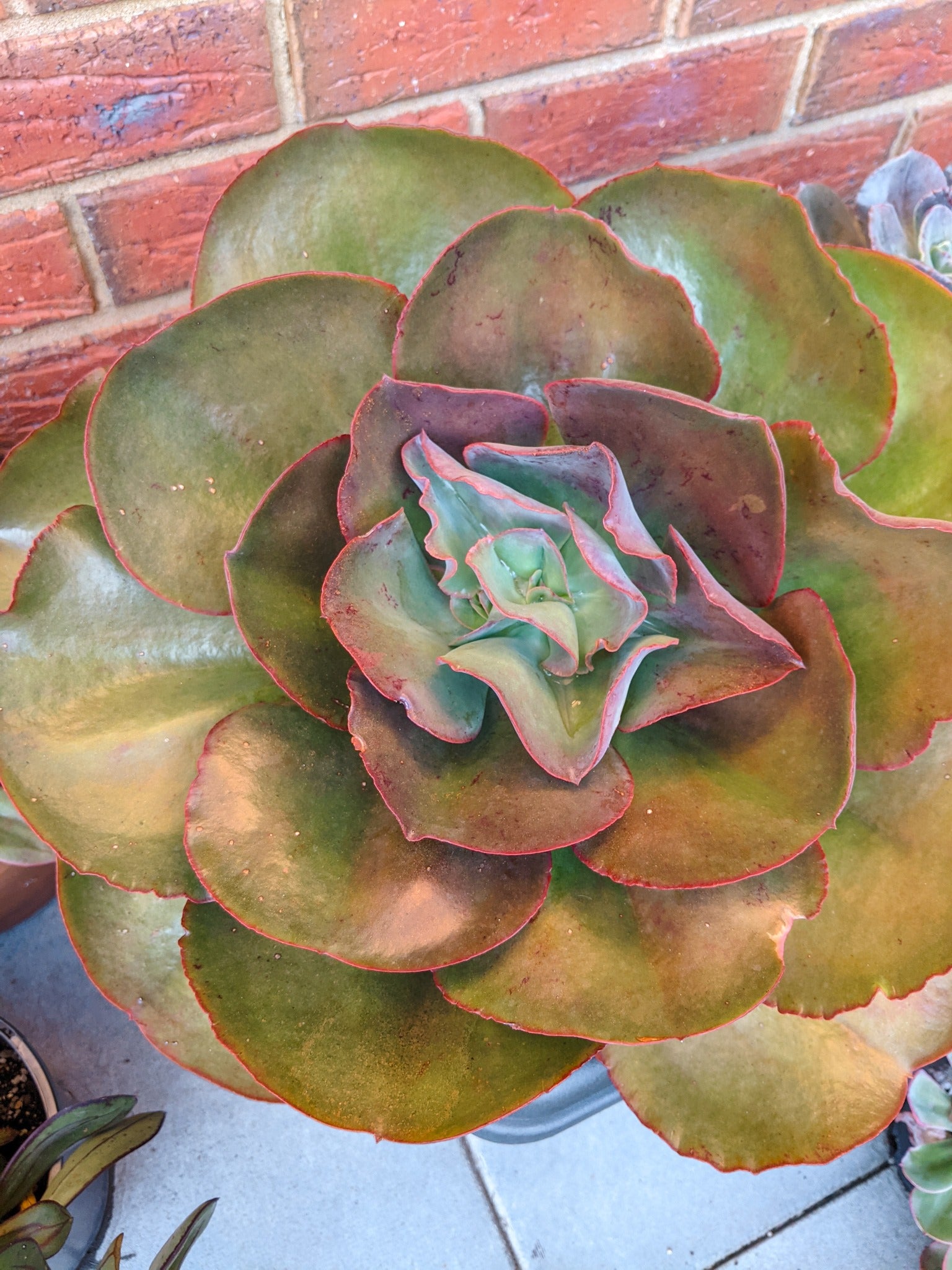 Echeveria Big Red