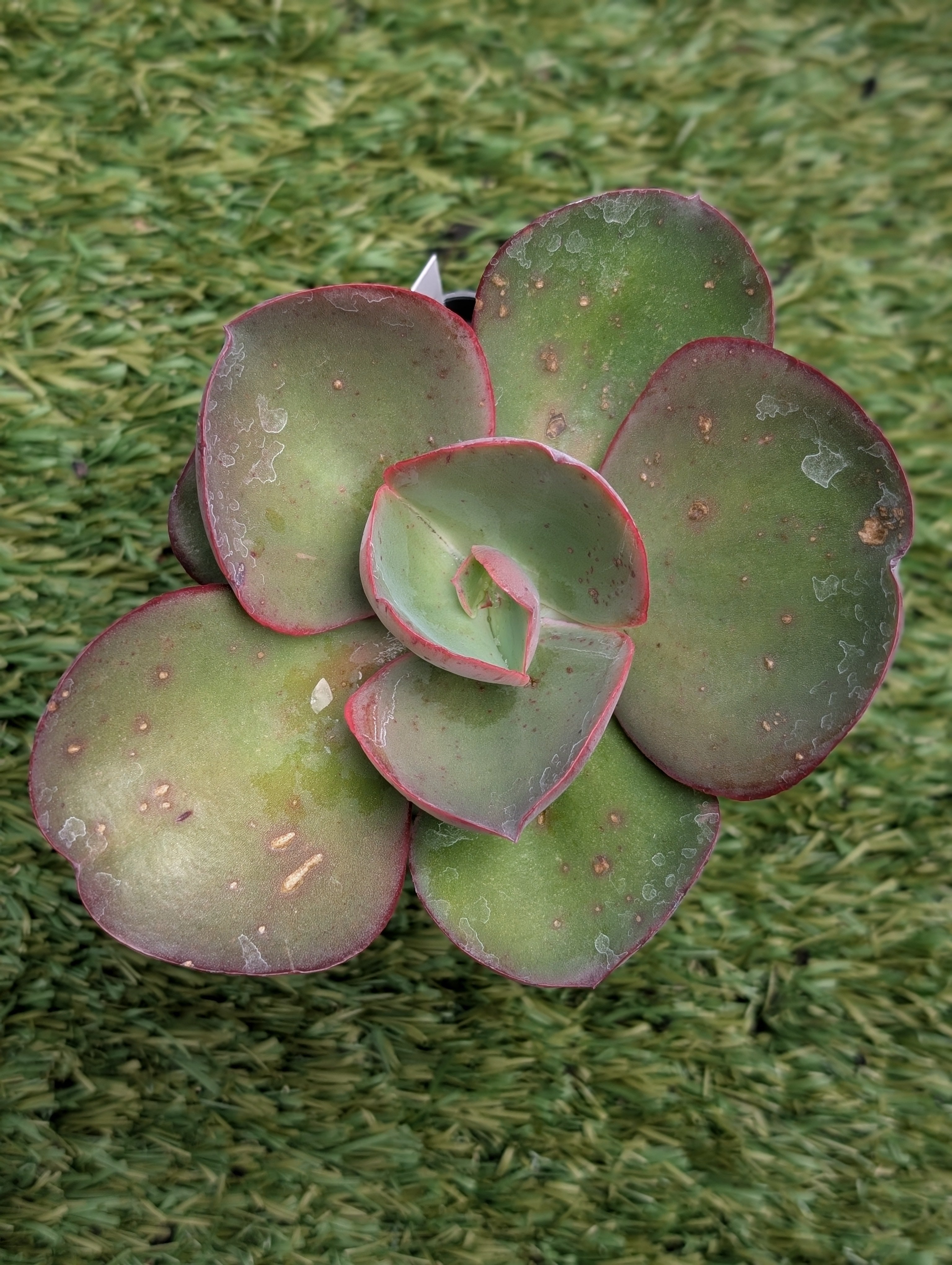 Echeveria Big Red