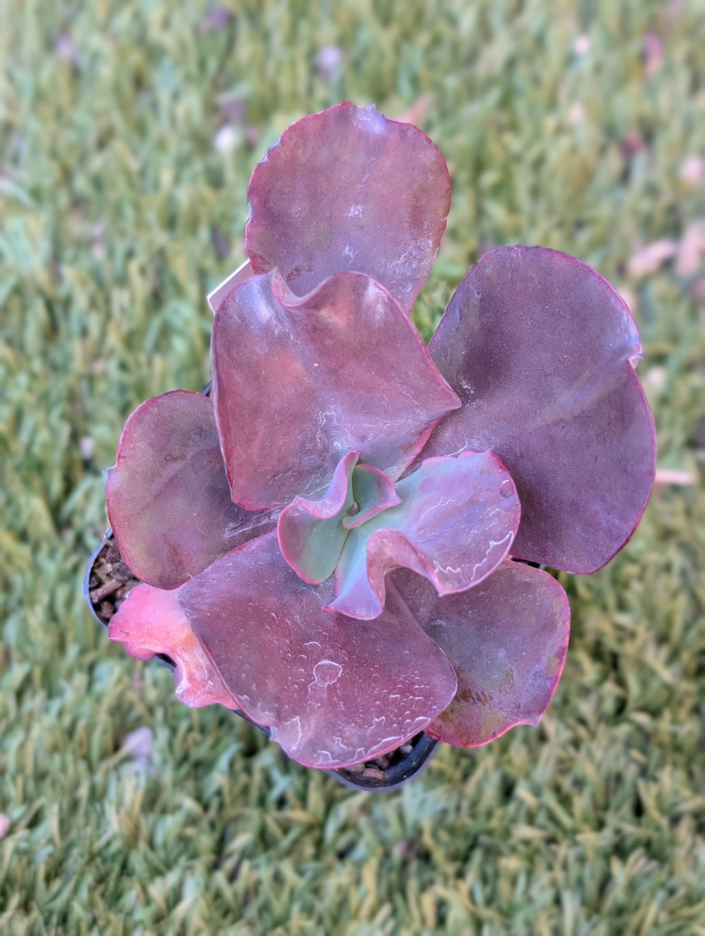 Echeveria Black Opal