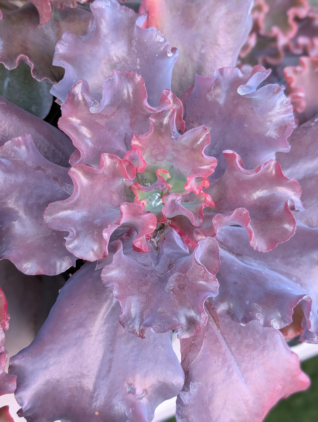 Echeveria Black Opal