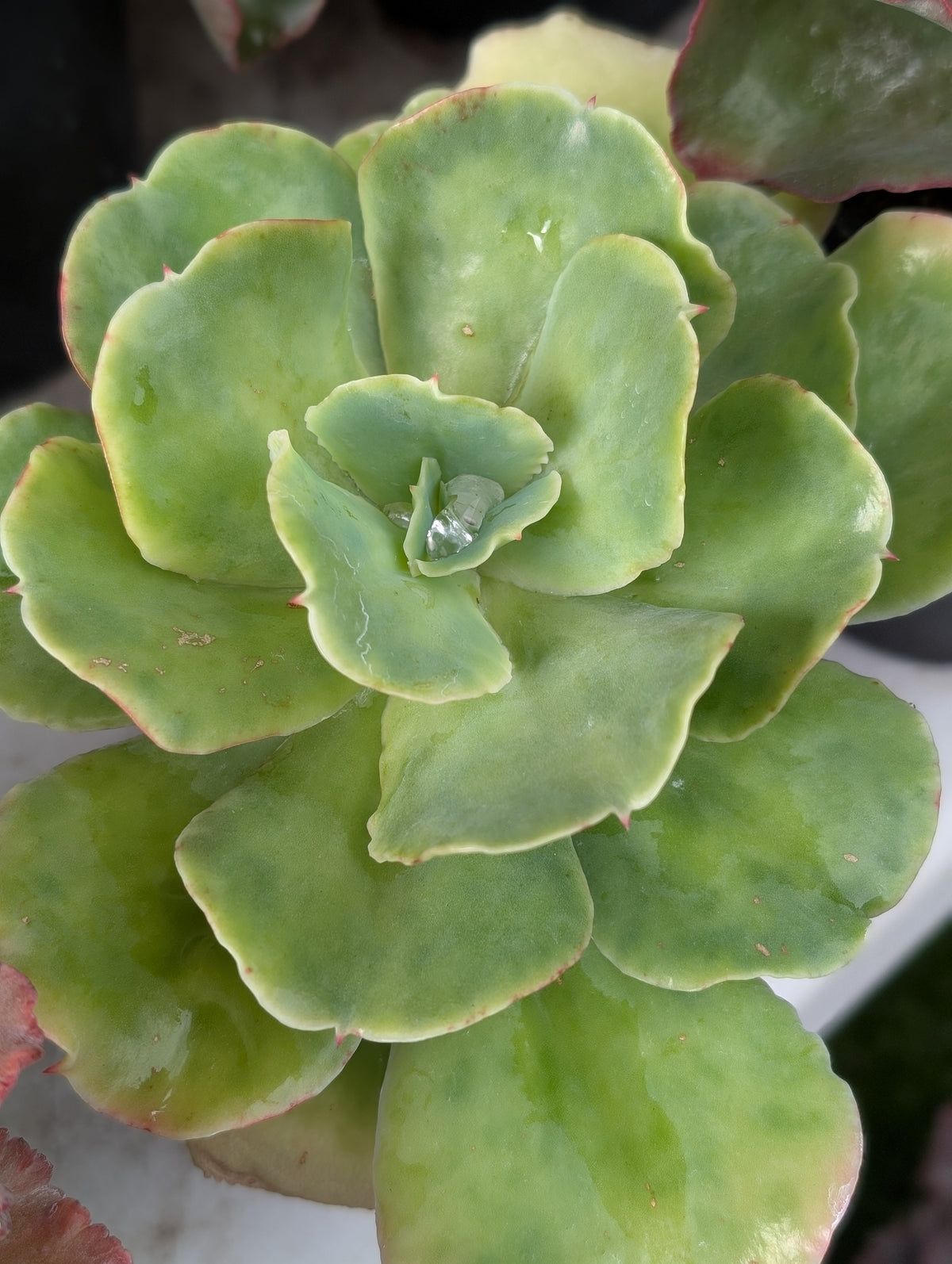 Echeveria Blondie