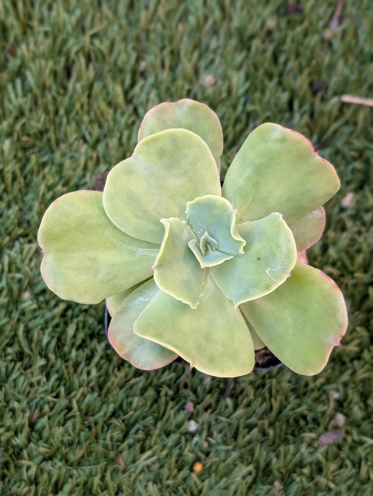 Echeveria Blondie