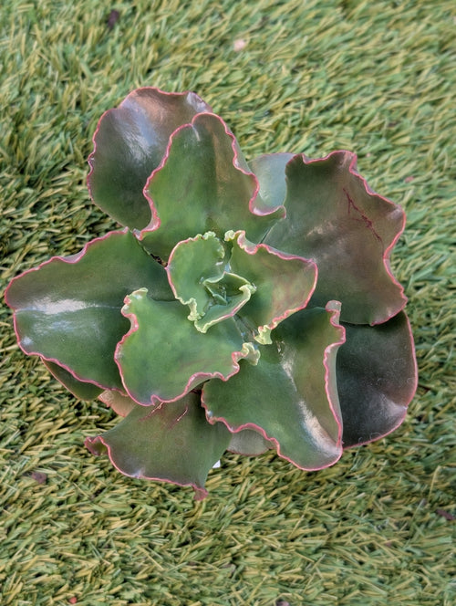 Echeveria Blue Waves