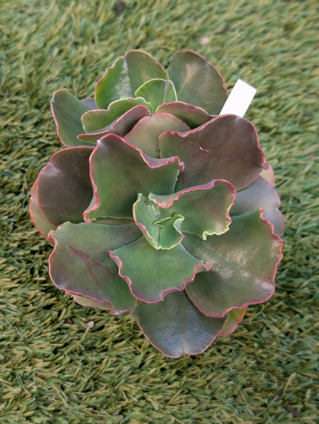 Echeveria Blue Waves