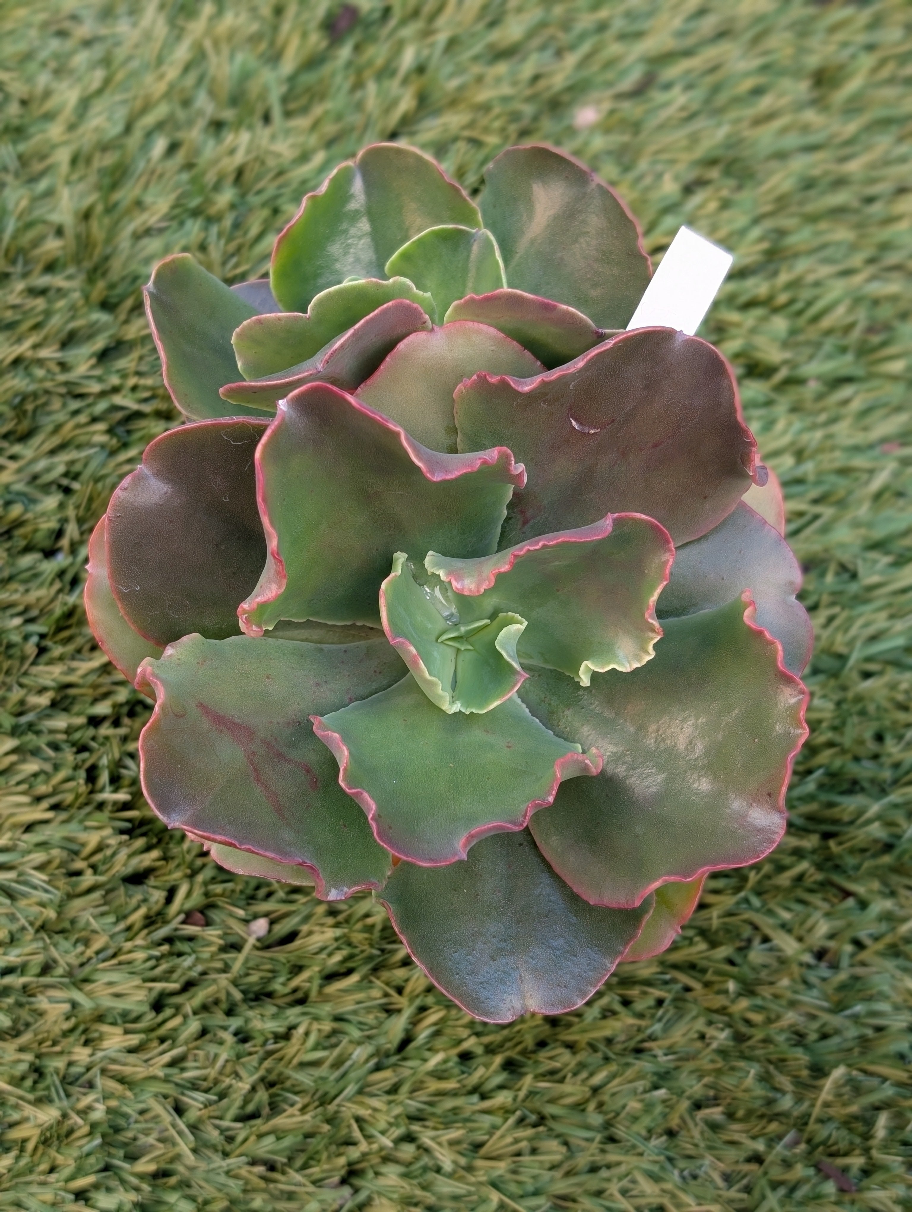 Echeveria Blue Waves