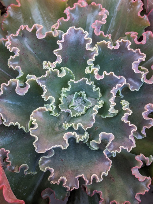 Echeveria Blue Waves