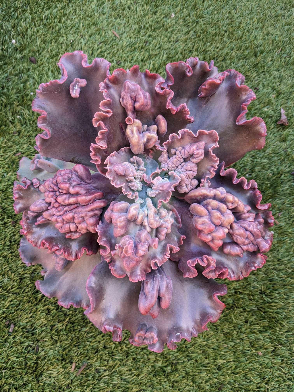 Echeveria Borage