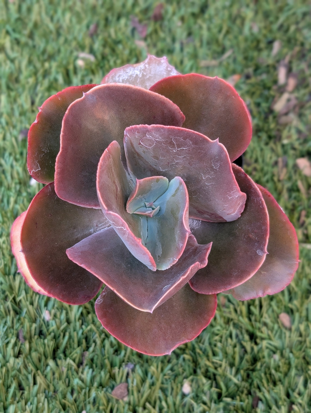 Echeveria Borage